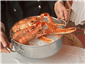 live langoustines presented